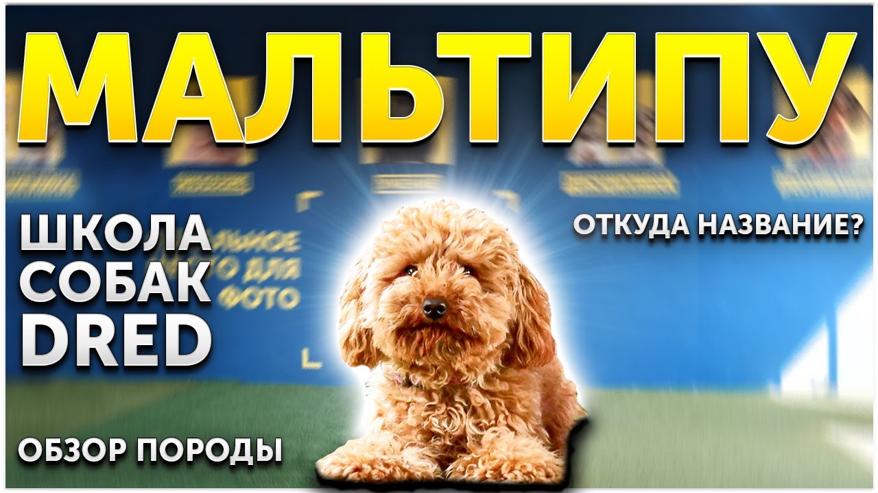 Какая порода собак является антиаллергенной?