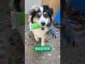 A Cachorrinha é Sua Obra De Arte!🐶🖼️(@my_aussie_gal) #pintura #cachorro #curiosidades