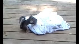 Mama squirrel coming and saving baby