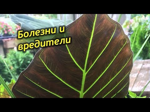Алоказия - болезни и вредители. Как лечить и спасать Алоказию.