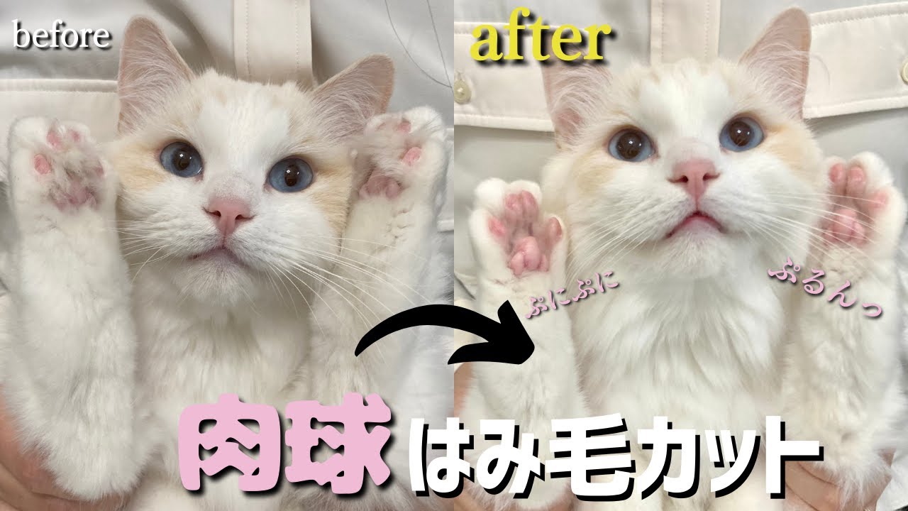 猫の足裏のはみ毛をカットしたらぷにっぷにの肉球が現れたw｜ラグドール｜猫との暮らし｜