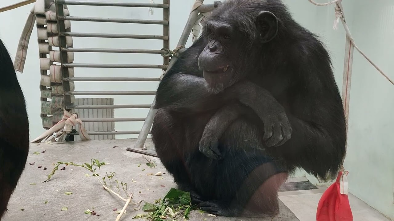 もう春☁②チンパンジー・ココちゃん・モコちゃん💛Chimpanzee