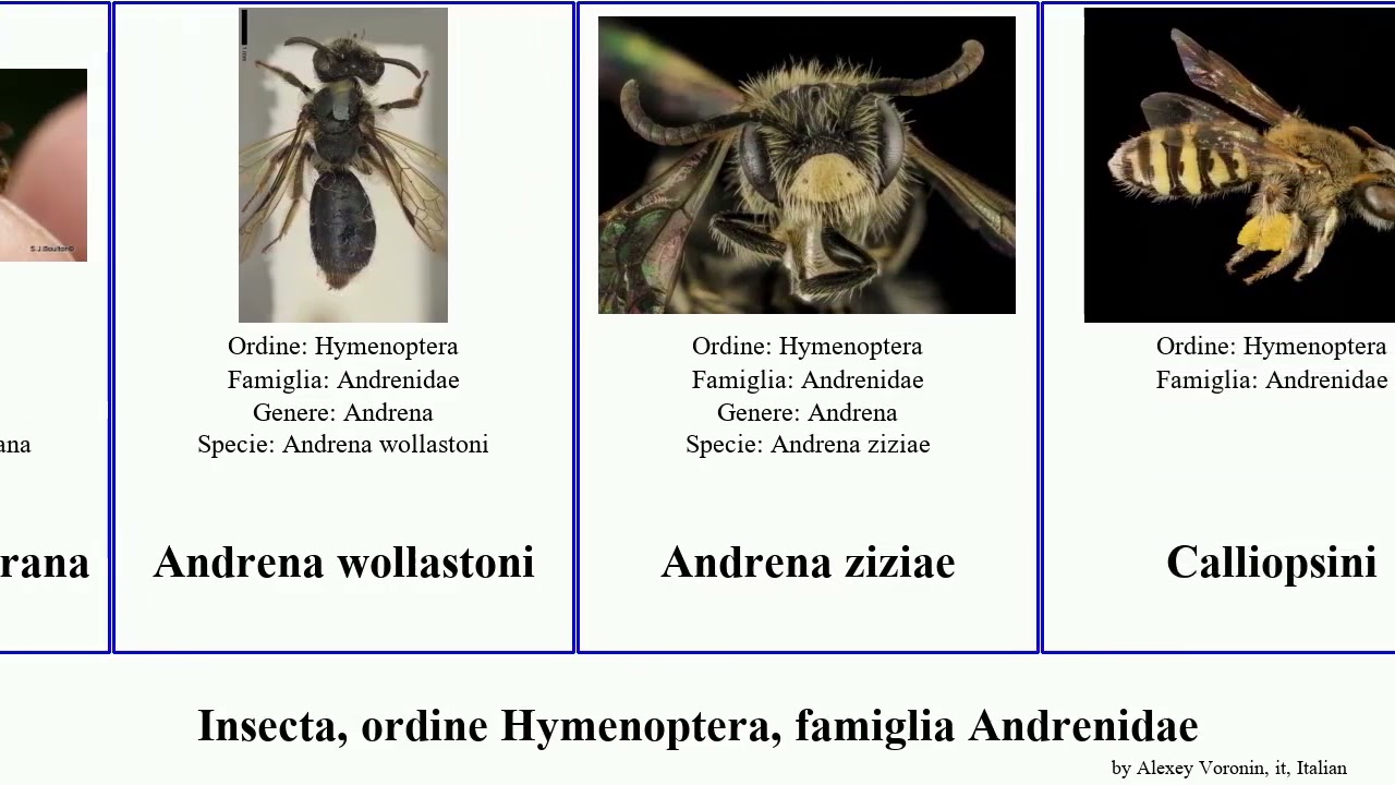 Insecta, ordine Hymenoptera, famiglia Andrenidae andrena perdita calliopsis spinoliella illini