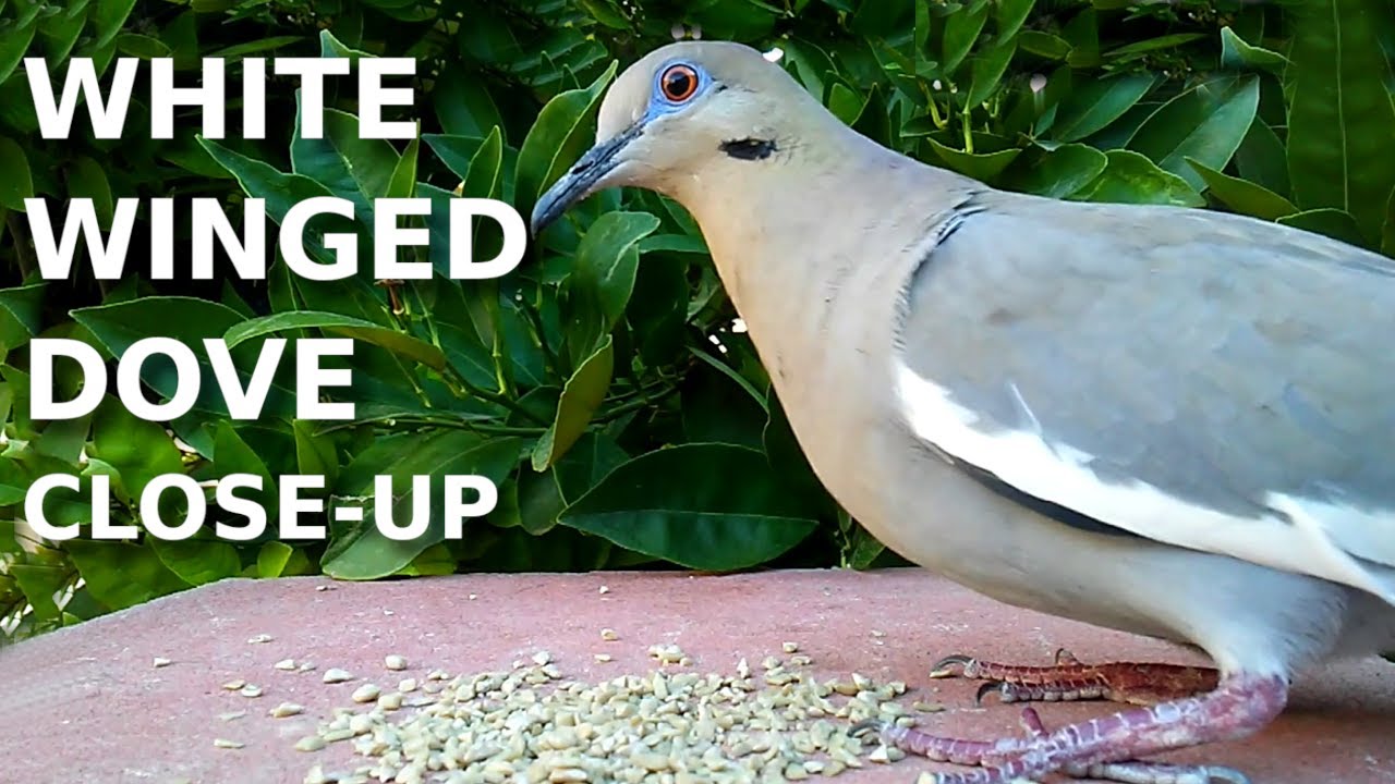 White Winged Dove close-up 