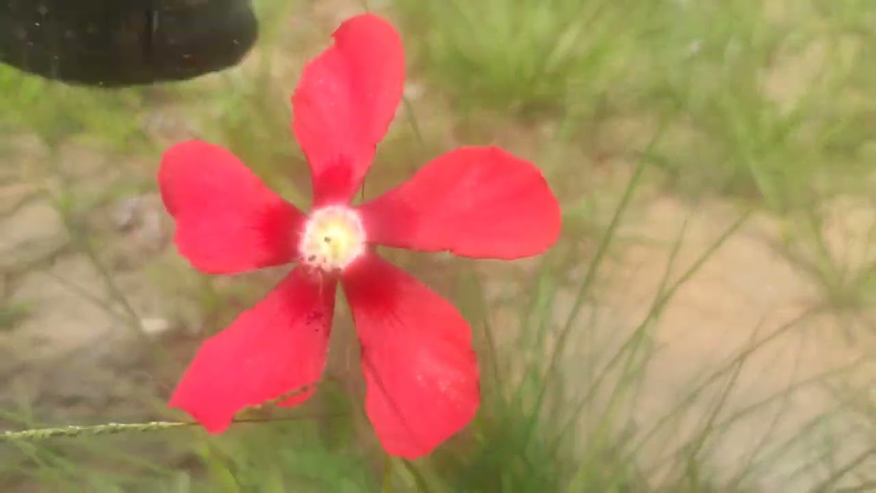 dog eat flower, Take a photo with dog. YouTube