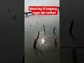 Mancing baramundi blm beruntungtrending macing viral shots