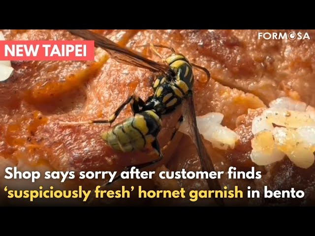 Giant hornet ends up as garnish in bento box from Sanchong shop｜Taiwan News