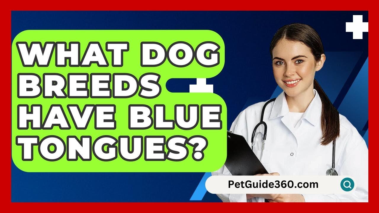What Dog Breeds Have Blue Tongues? - PetGuide360.com