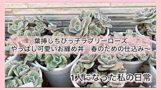多肉植物]葉挿しちびっ子ラブリーローズやっぱしお纏め丼が可愛い