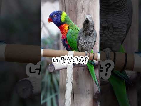 말 잘할 때는 예뻐보여요~ 연구대상똘이#<strong>parrot</strong> #반려동물 #shocked #shorts #funny #웃긴영상 #cute #동물 #apt