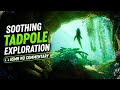 Soothing Tadpole Exploration ASMR No Commentary Gameplay Soothing Tadpole Exploration ASMR No Commentary Gameplay