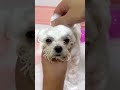 Satisfying Puppy Spa Day 🛁 | Aesthetic Pet Care ASMR #shorts