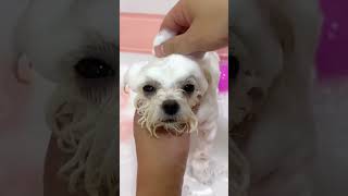 Satisfying Puppy Spa Day 🛁 | Aesthetic Pet Care ASMR #shorts