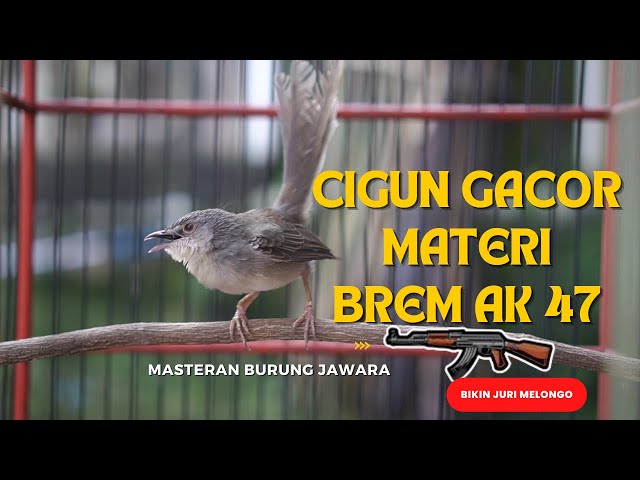 cigun gacor materi brem AK 47 masteran handal burung jawara class=