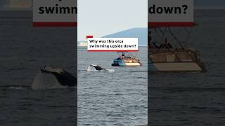Why was this orca swimming upside down?