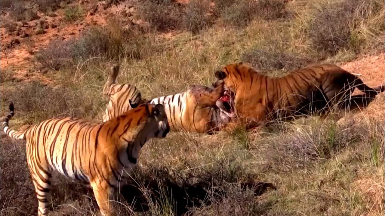 Tiger vs Tiger Fighting – Jungle Showdown You Can’t Miss - YouTube