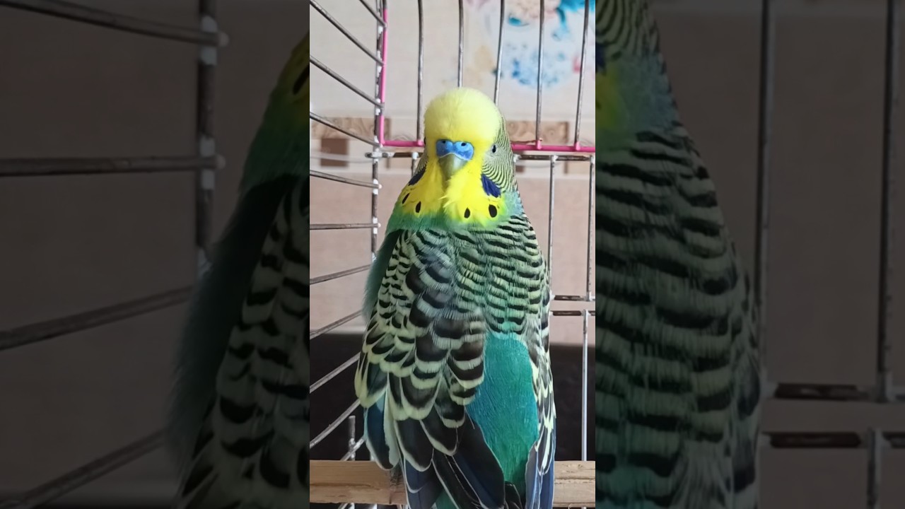 Bu Sesi Aç! Kuşun Sana Yaklaşsın 🖐️Muhabbet kuşu sesi #birds #muhabbetkuşu #talkingparot #budgies