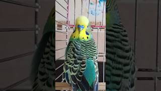 Bu Sesi Aç Kuşun Sana Yaklaşsın 🖐️Muhabbet Kuşu Sesi