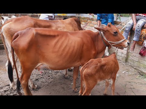 ভিডিও: নবজাতকের যত্ন: বাচ্চাদের ঢেকে রাখা উচিত