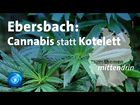 Ebersbach: Cannabis statt Kotelett | mittendrin