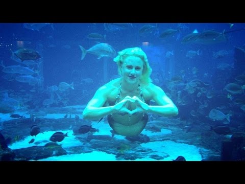 Dubai mall aquarium and underwater zoo