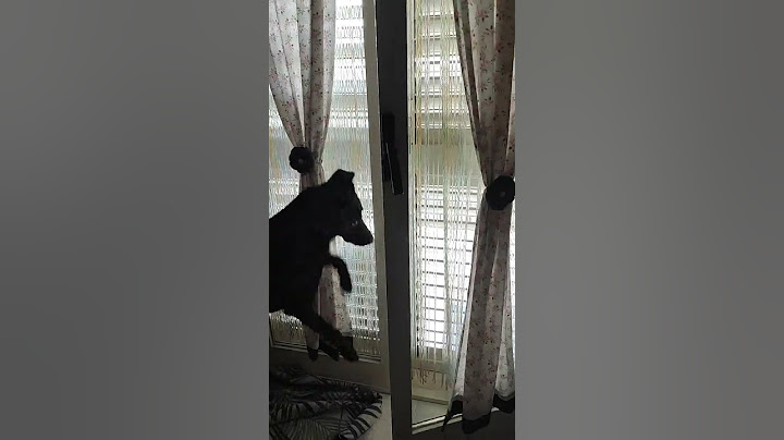 Cane intelligente e autonomo 🖤