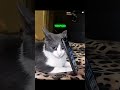 Employee Of The MONTH 🏆 #FunnyCats #Phonk #Aura