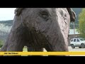 Baby mammoth statue pops up in Dawson City