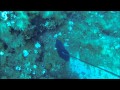 Goldblotch Groupers vs Summer Vibes--Aρης Τσαβαλος