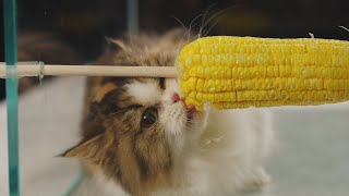 How come there are kitties who are crazy about corn?