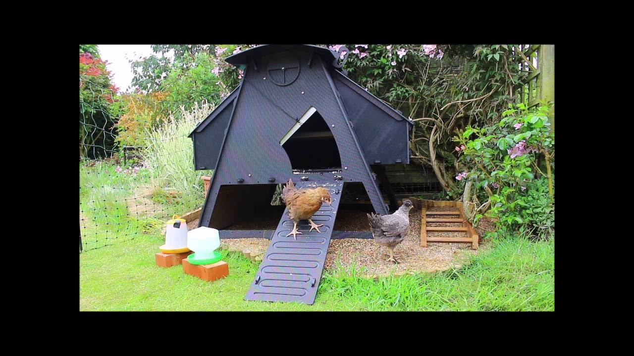 Hens Leave Chicken House for the First Time 29 May 2016 - YouTube