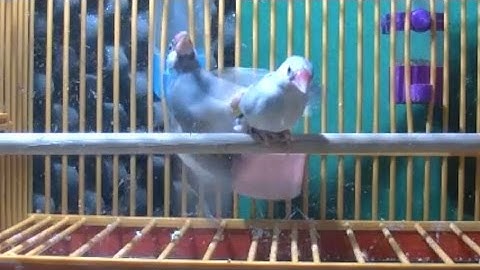 Java Sparrows mating behaviour