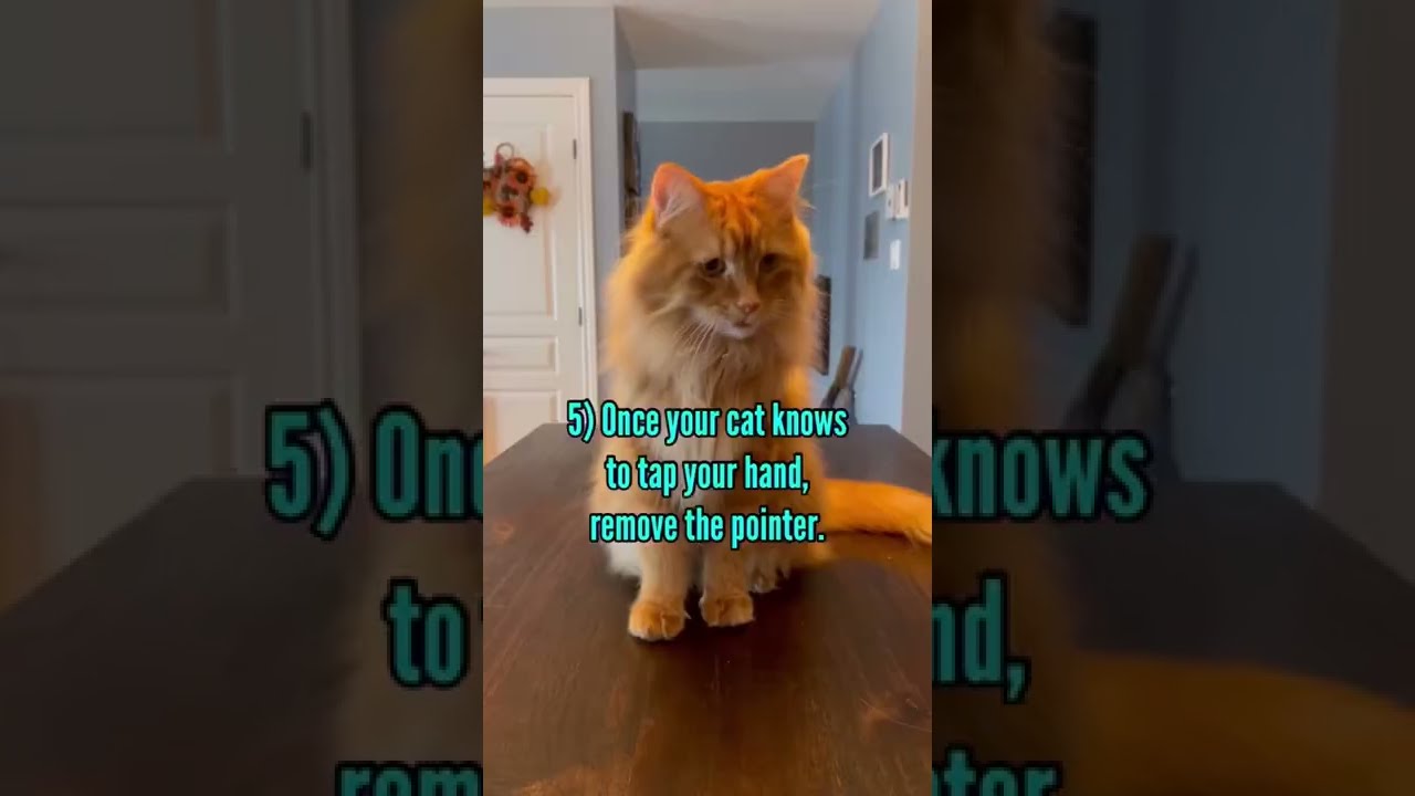 How To Teach Your Cat The High Five In 6 Steps 