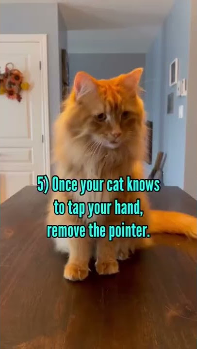 How to teach your cat the high-five in 6 steps.