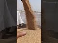 #1ksubscribers #motivaction#viralshort#trandingshort#viral #tannu_rajput_315#farminglife #farmingrel