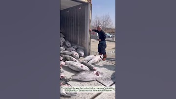 How to unload tons of frozen fish