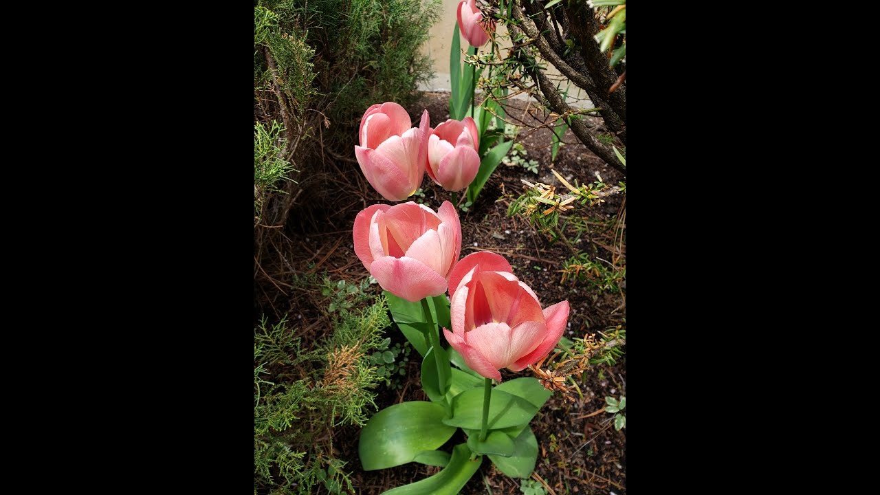 Collision Chaos, Good Future. / Guitar Cover (FOR AMY the HEDGEHOG)