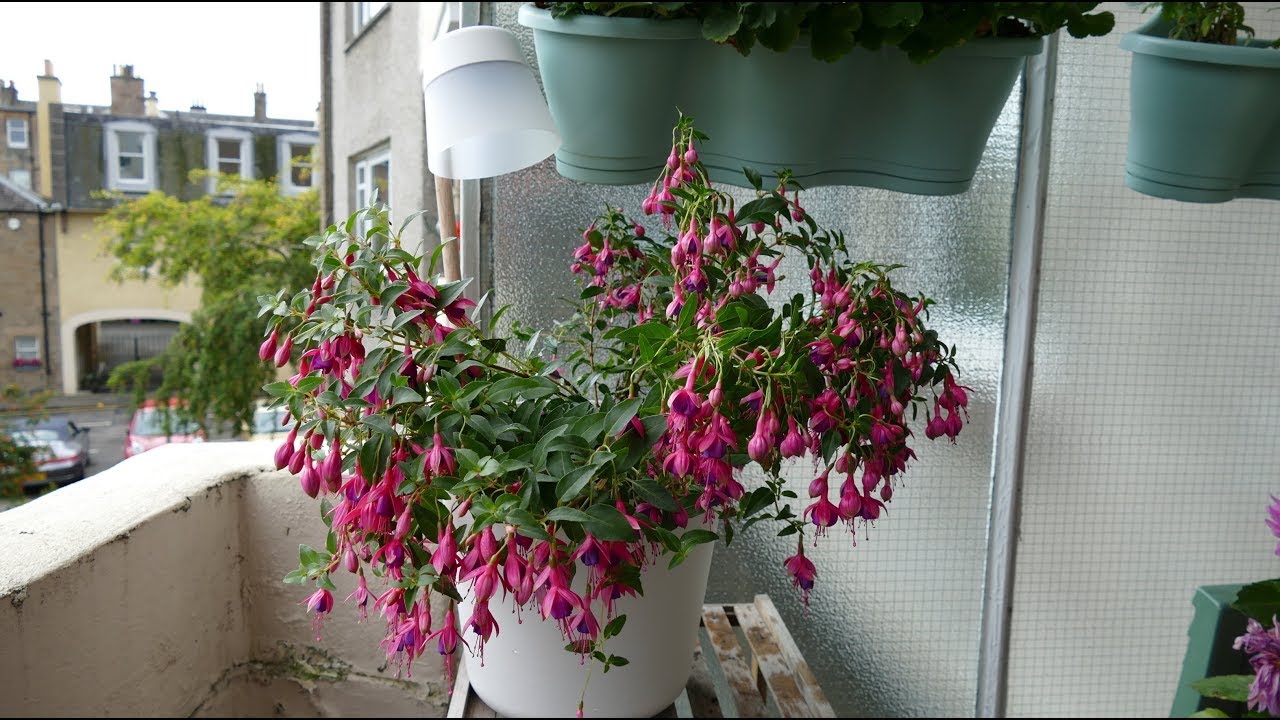 antwoord Situatie Van Planting Up New Elho Flower Light Pot With Trailing Fuschia - YouTube