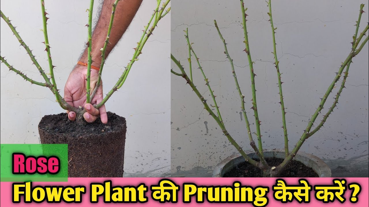 Rose Pruning Secret | गलती की तो फूल नहीं आएंगे