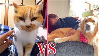 三毛猫まりもとレトリバーまるの添い寝争奪戦！