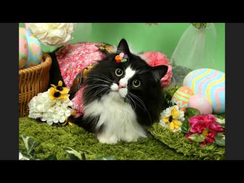おれ、ねこby正宗