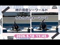 神戸須磨シーワールド　オルカパフォーマンス　2026.5.18 11:45