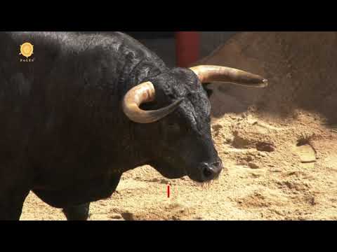 Orden de lidia de los toros de Jandilla - Vegahermosa