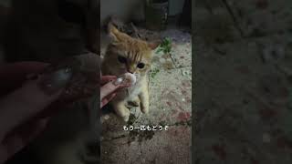 エビをあげたら、お家までついてきた子猫ちゃん🥹🐱