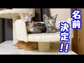 子猫ちゃんの名前が決まりました！