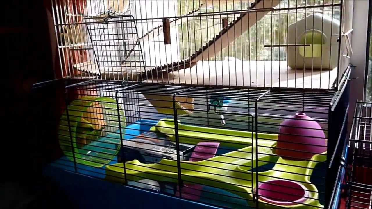Cage hamster pas cher