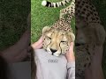 ヒョウだけ違う飼育方法をする理由 #雑学 #プチ知識 #一分でわかる