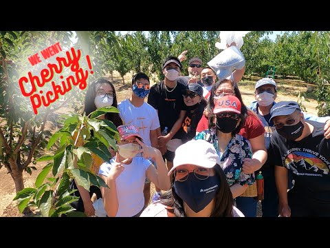 We Went Cherry Picking! | Brentwood, CA