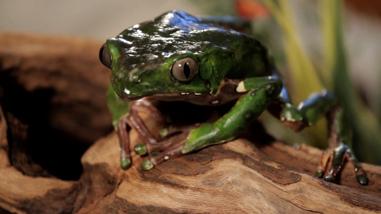 7 Cool Facts about Waxy Monkey Frogs Pet Reptiles YouTube