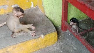 The afternoon routine of a monkey and a baby monkey